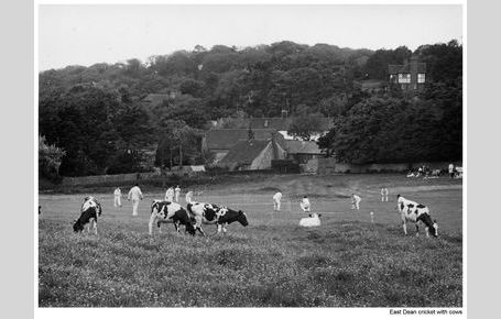 Horse Field cricket with cows